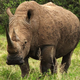 Is Taking Vitamins An Adequate Substitute For Eating Rhino Horns?